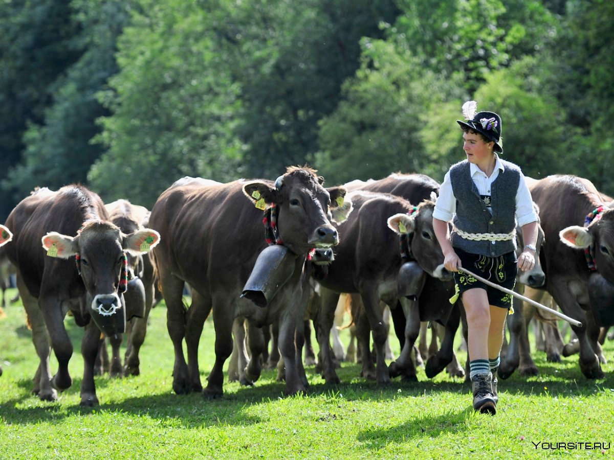 Скотоводство Германии