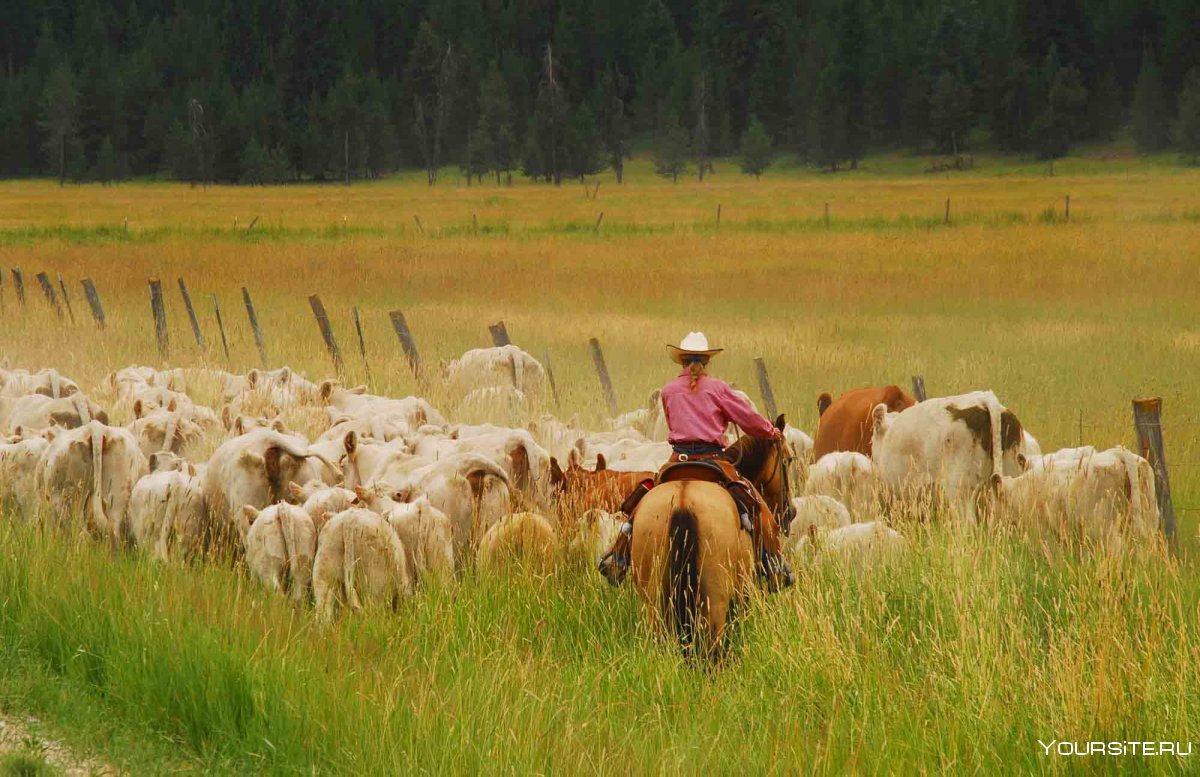 Алтайский край полукочевое скотоводство