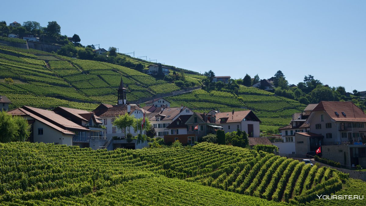 Венгрия природа виноградники