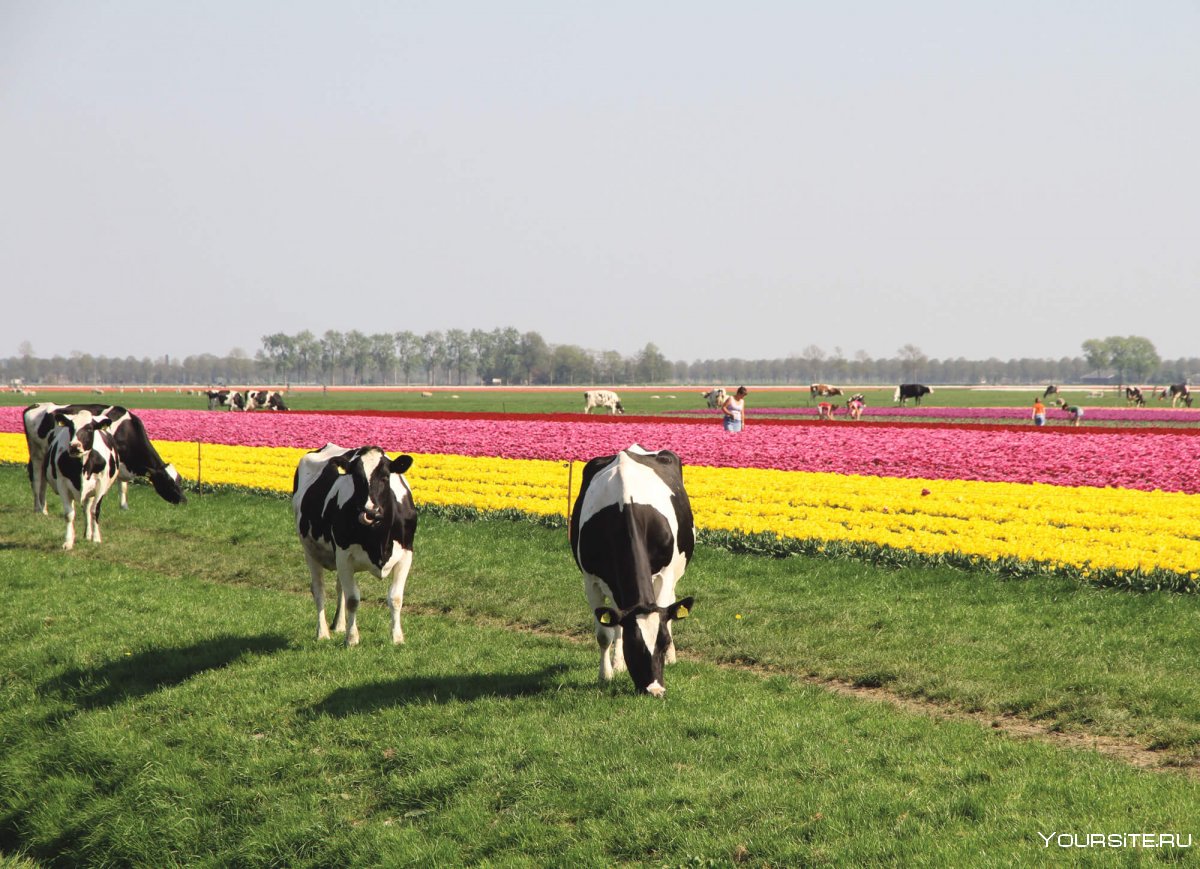 Нидерланды сельское хозяйство животноводство