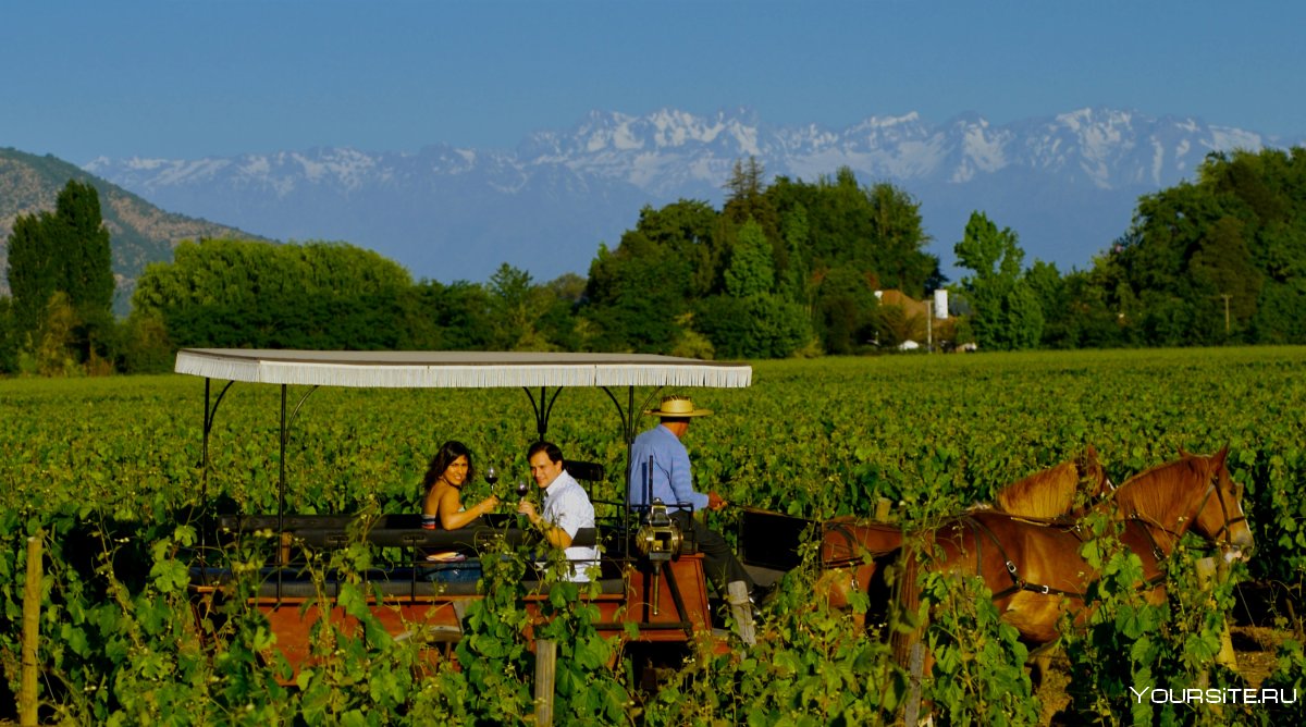 Виноградники Аргентины вино