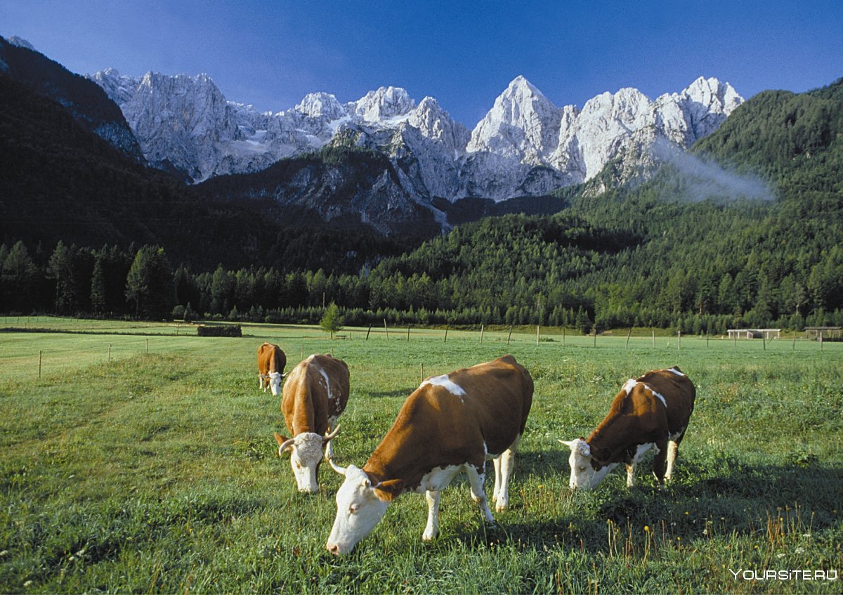 Хозяйство Северной Европы