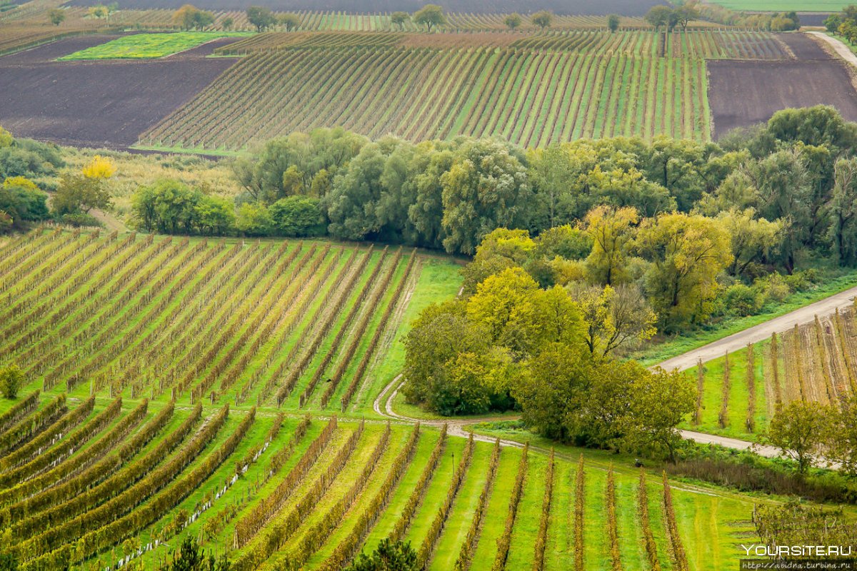 Южная Моравия Чехия виноградник