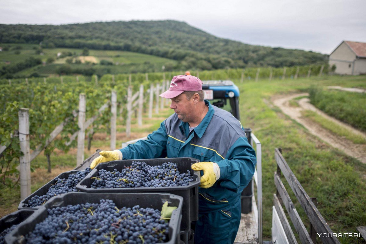 Хозяйство Венгрии