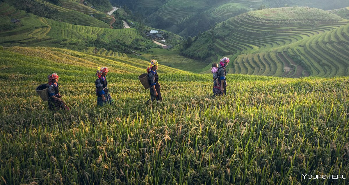 Сельское хозяйство Камбоджи