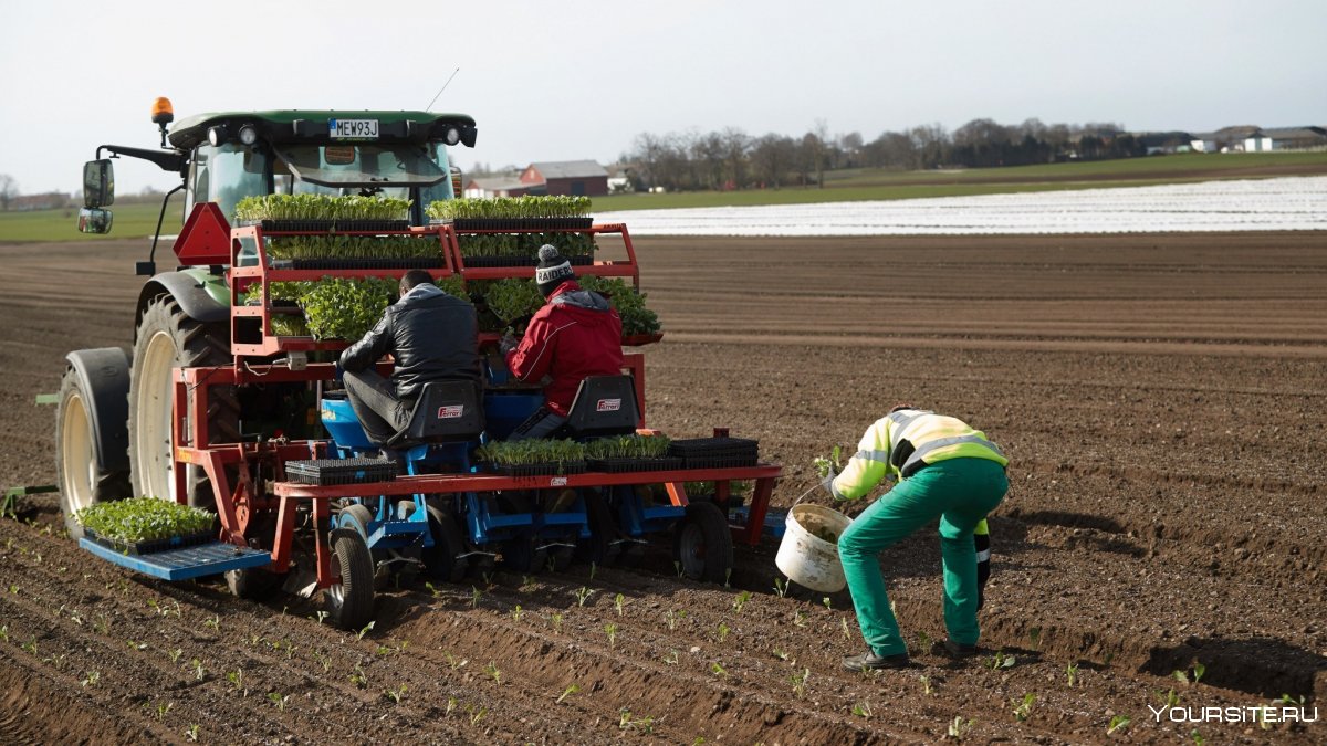 Хозяйство Швеции сельское хозяйство