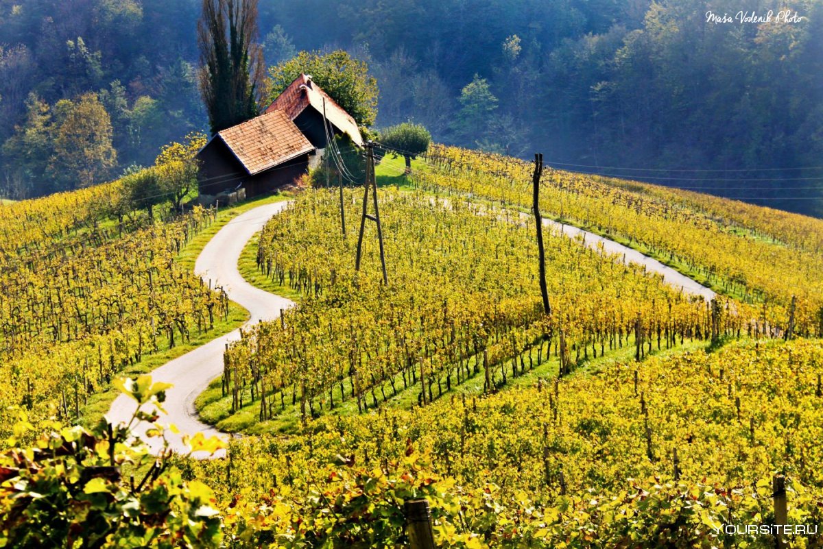 Виноградники горишка брда Словении