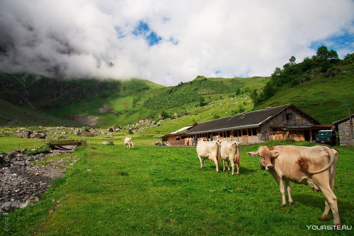 Швейцарские пастухи