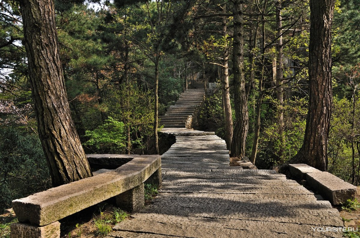 Деревянная лестница на природе