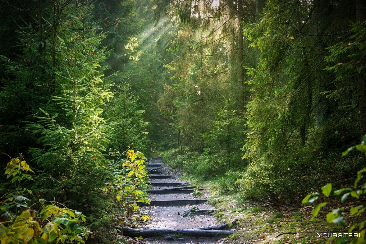 Природа мох лес лестница