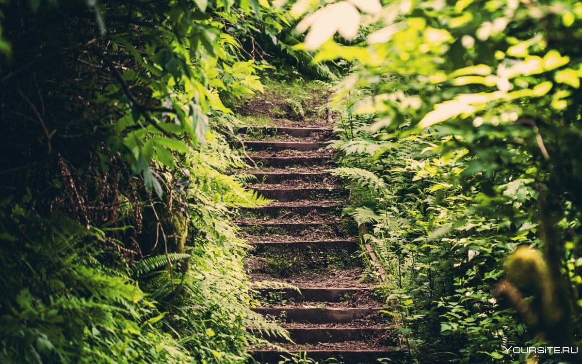 Лестницы в лесу
