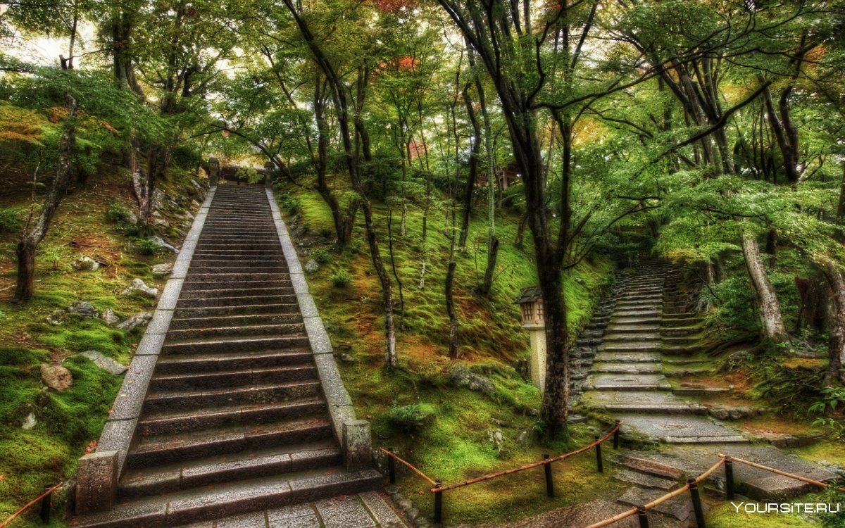 Лес Колорадо лестница с привидениями