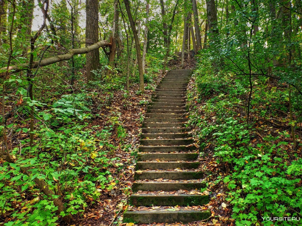 Тропинки Монрепо