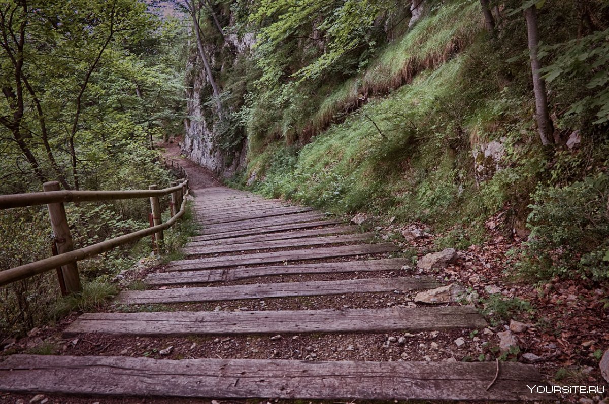 Лестницы в лесу США ПСС