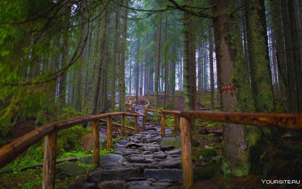 Глендорский лес Ирландия лестница