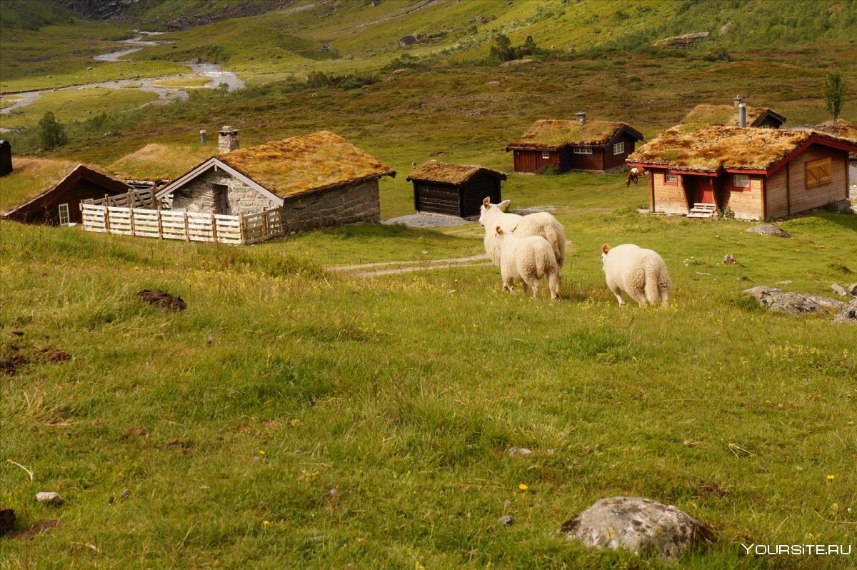 Коровы в Норвегии с крышкой