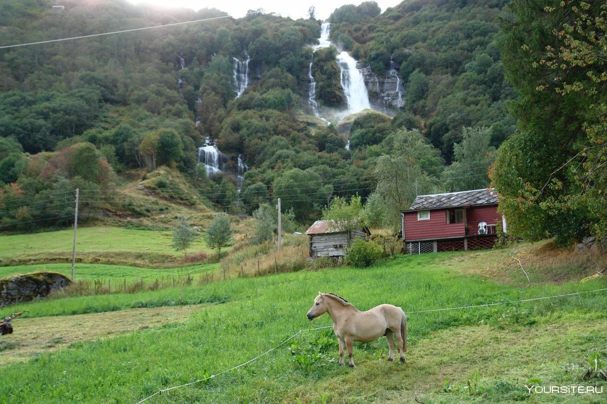 Домашние животные в домах Норвегии фото