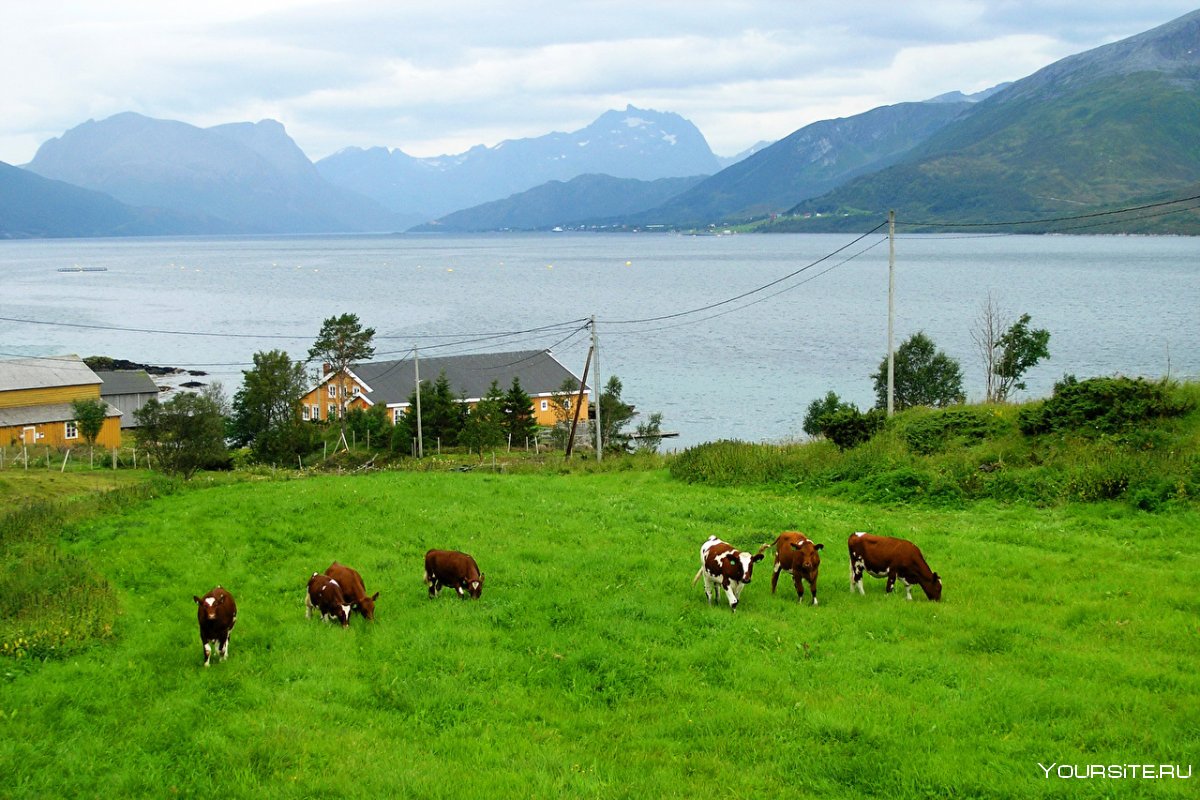 Сельскохозяйство в Норвегии