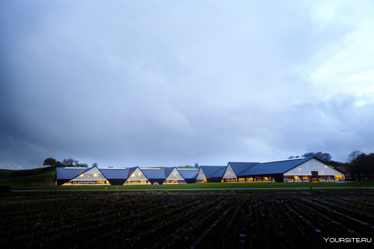 Молочная ферма в Дании