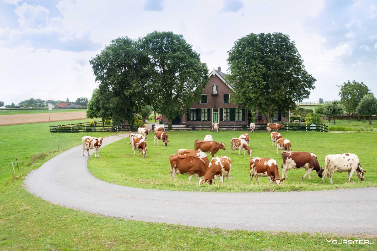 Фермы Голландии
