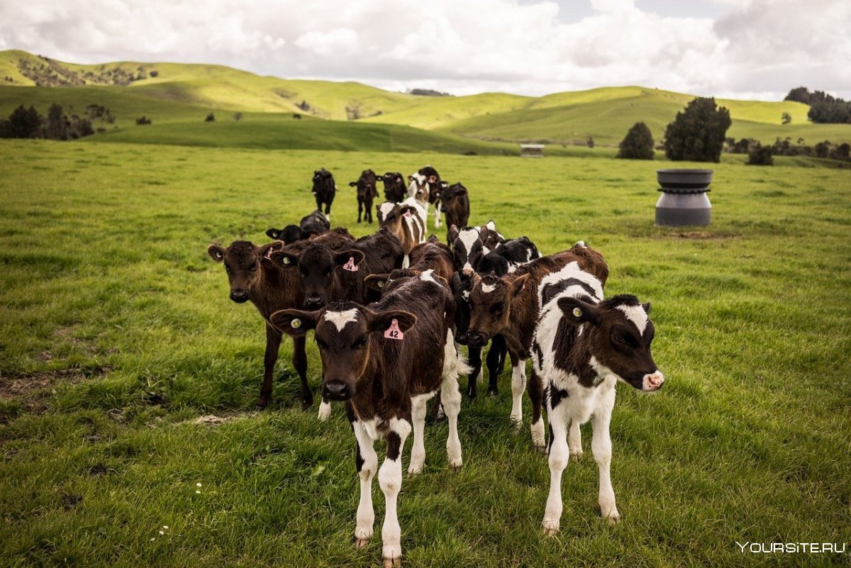 Ферма КРС В новой Зеландии