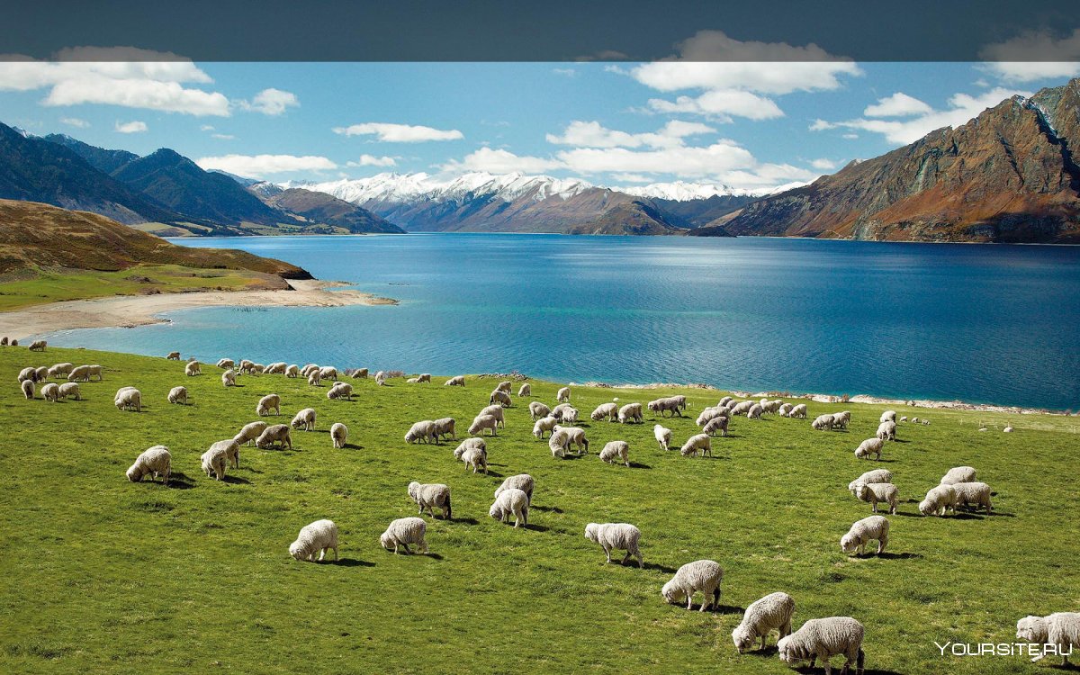 Новая Зеландия овцеводство