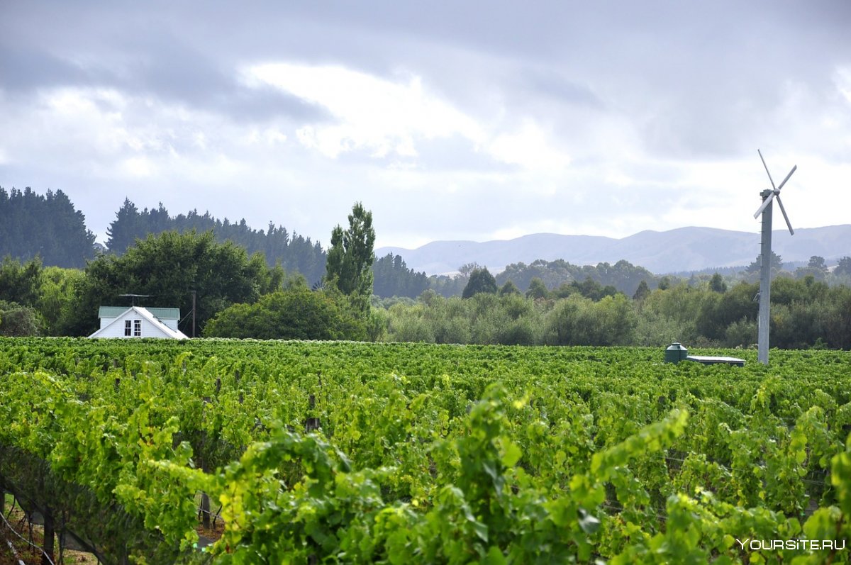 Виноградные плантации в новой Зеландии