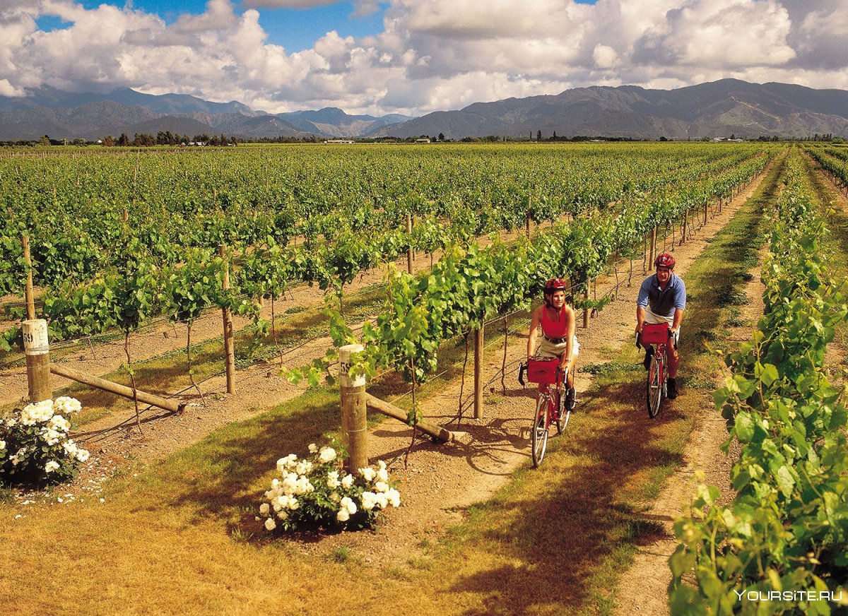 Новая Зеландия виноградники
