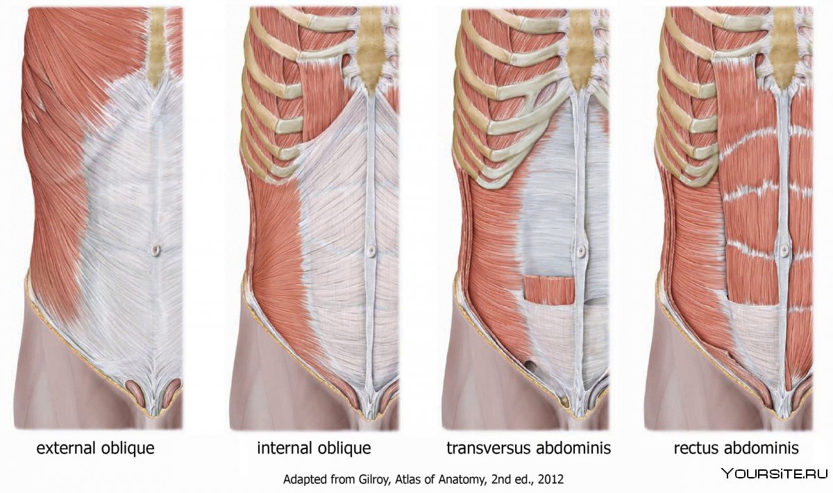Анатомия брюшной полости человека мышцы