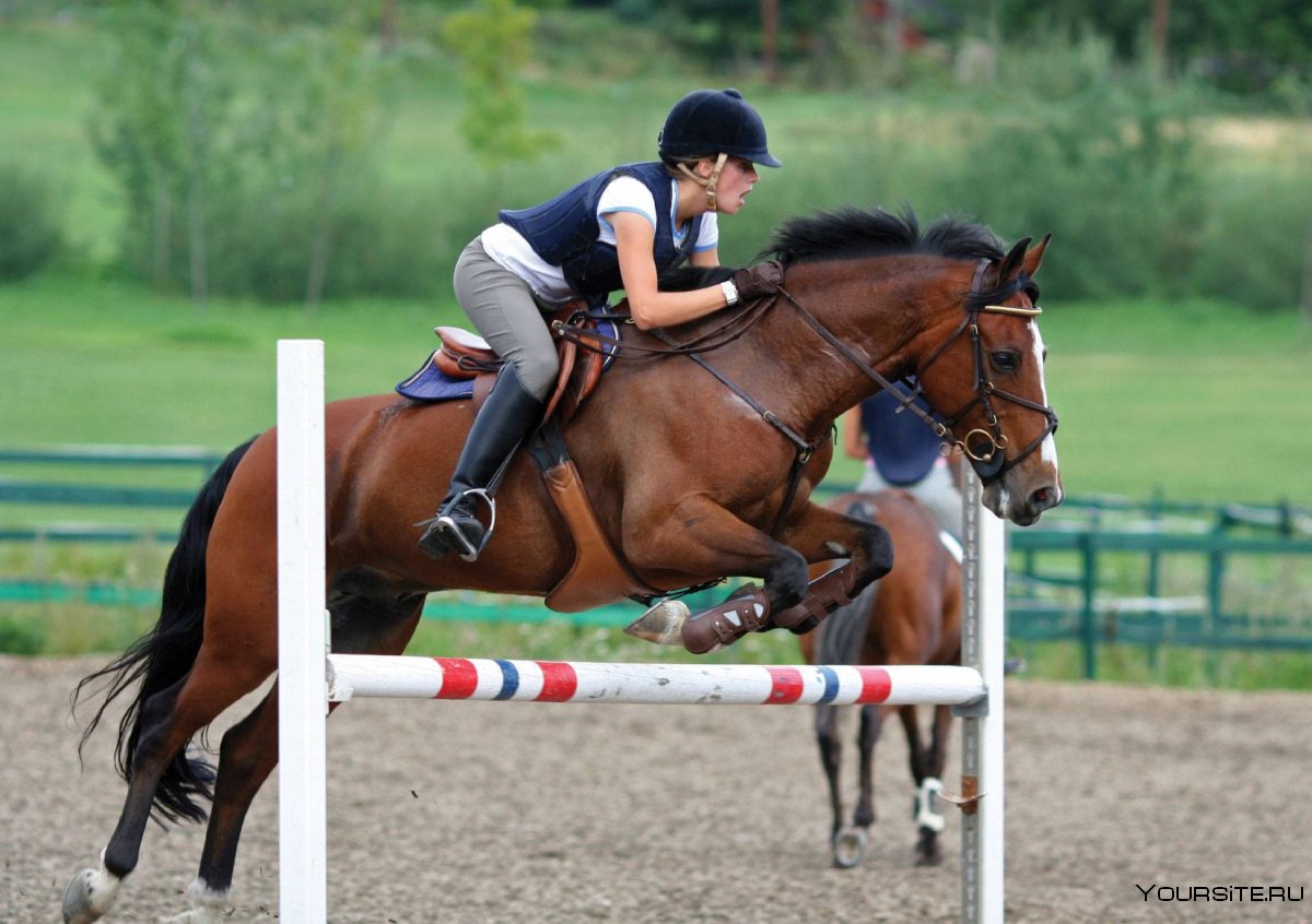 Лошади конный спорт