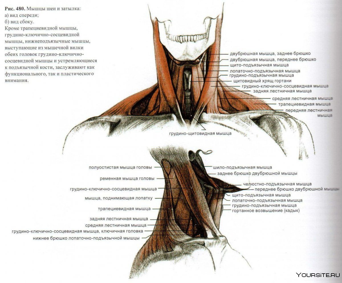 Мышцы шеи пластическая анатомия Баммес