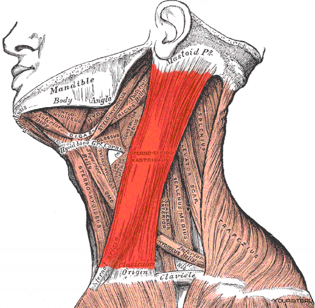 Мышцы шеи и плеча