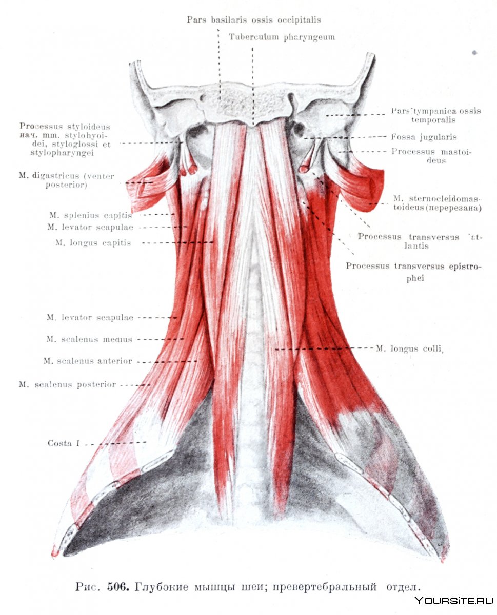Мышцы шеи сзади анатомия