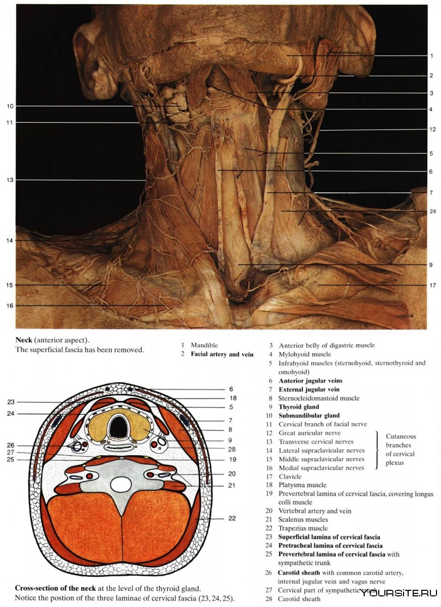 Анатомия шеи человека поперечные срезы