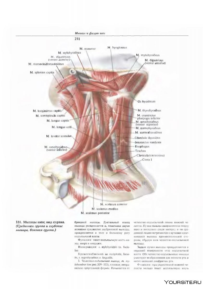 Лестничные мышцы шеи функции