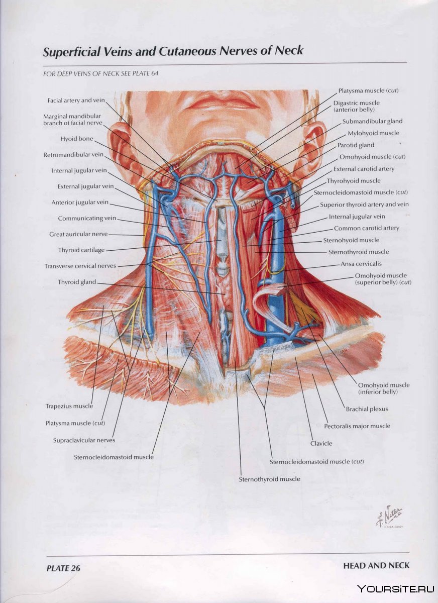 Топография шеи анатомия