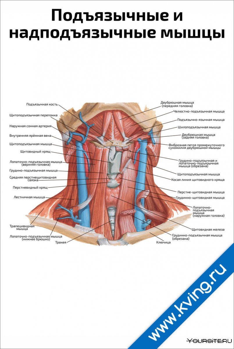 Подъязычные мышцы шеи анатомия