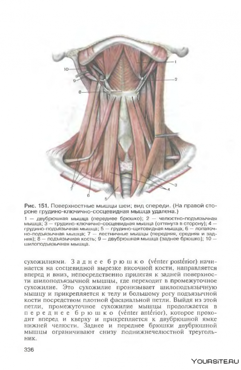Поверхностные мышцы шеи надподъязычные