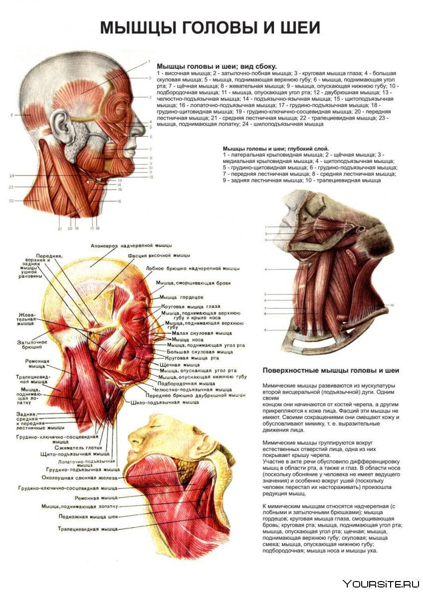 Анатомия мышц головы и шеи человека
