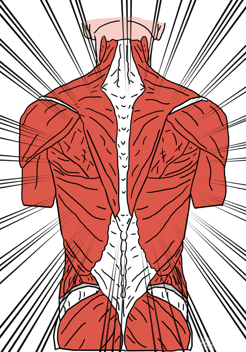 Мышцы спины атлас Самусев