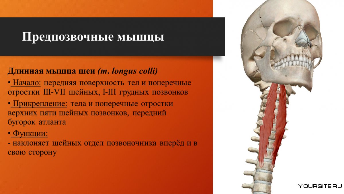 Длинная мышца головы (m. Longus capitis)