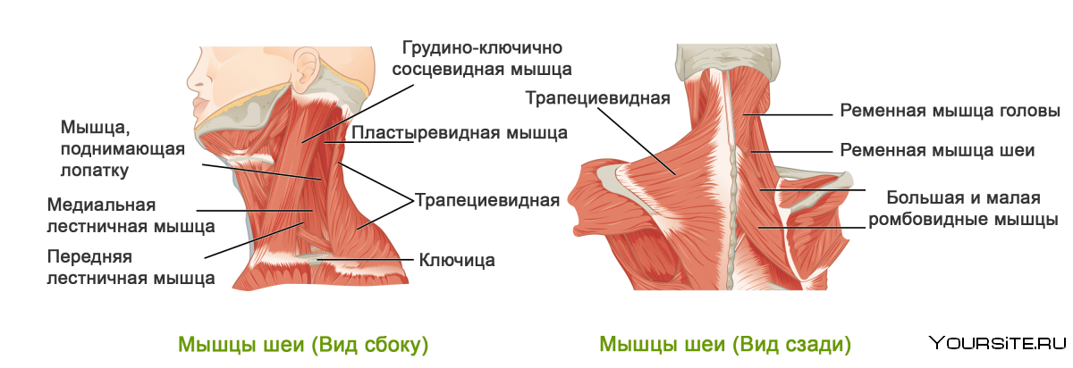 Мышцы воротниковой зоны анатомия
