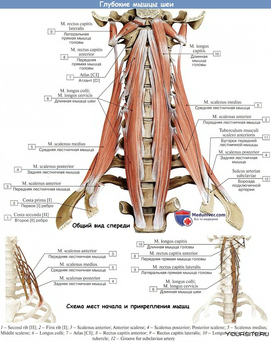 Разгибатели шеи мышцы анатомия