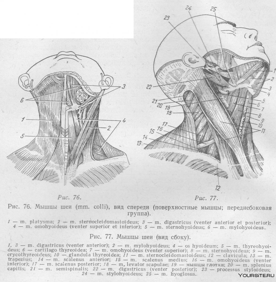 Мышцы шеи вид сбоку анатомия