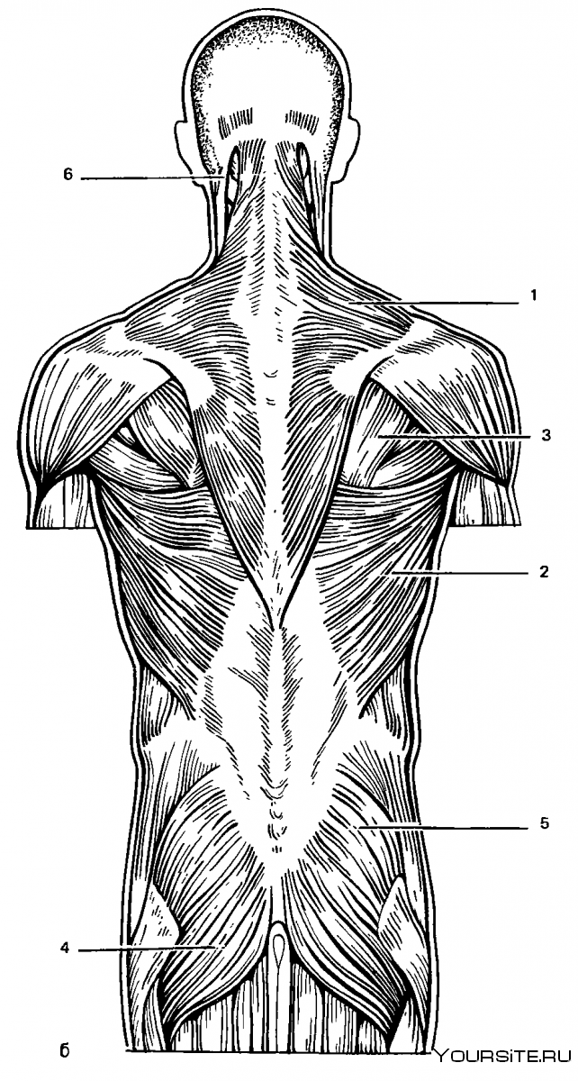 Мышцы спины спереди и сзади