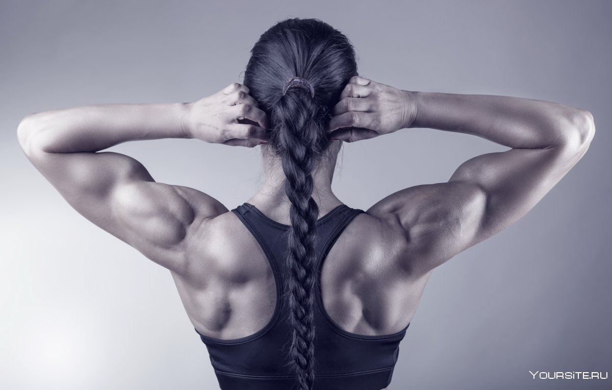 Длинные мышцы спины