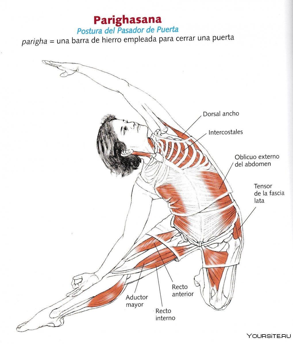 Растяжка мышц спины после тренировки