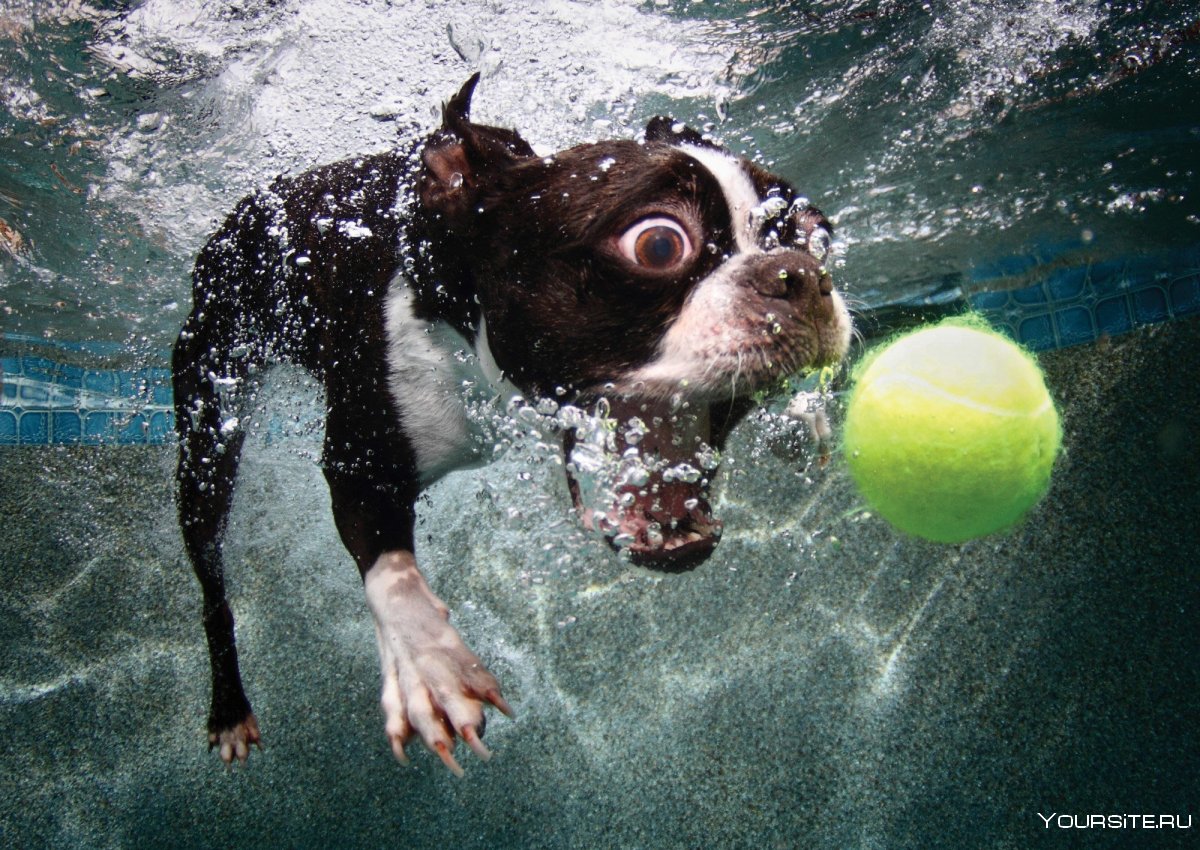 Собака под водой