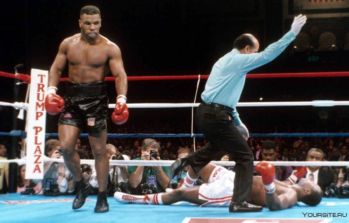 Боксер спорт