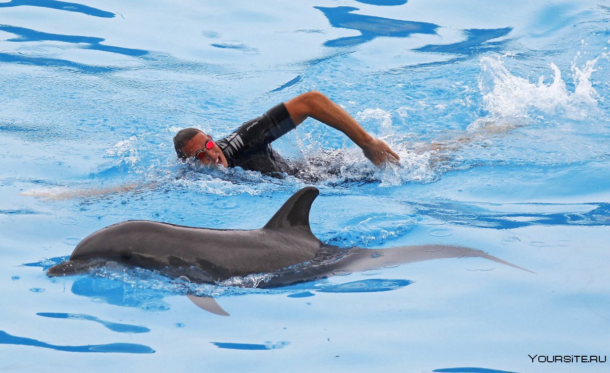 Дельфин виды спорта